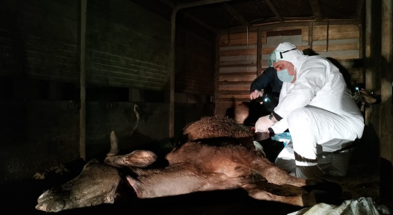 <b>İstifadəyə yararsız 150 kq heyvan cəmdəyi aşkarlandı</b>