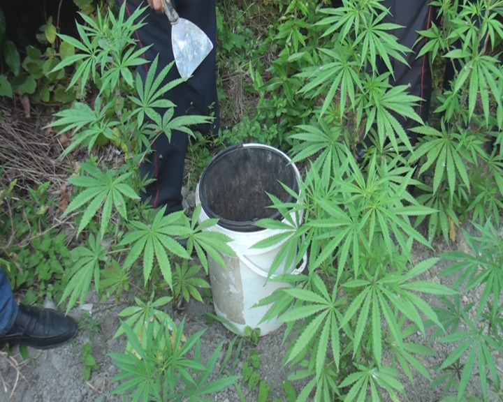  Zaqatalada qohumlar birləşib narkotik becərdilər 