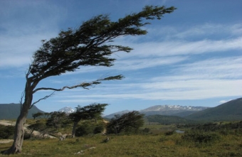 63 yaşlı kişinin başına ağac budaqları düşdü