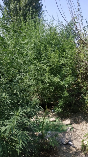  Evinin həyətini narkotik plantasiyasına çevirdi  