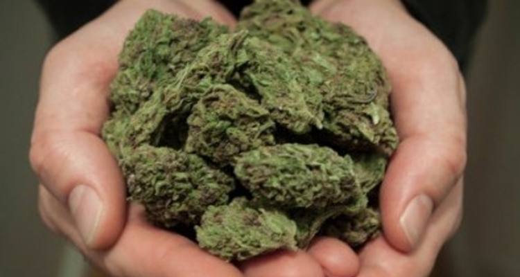 Külli miqdarda marixuana aşkarlandı