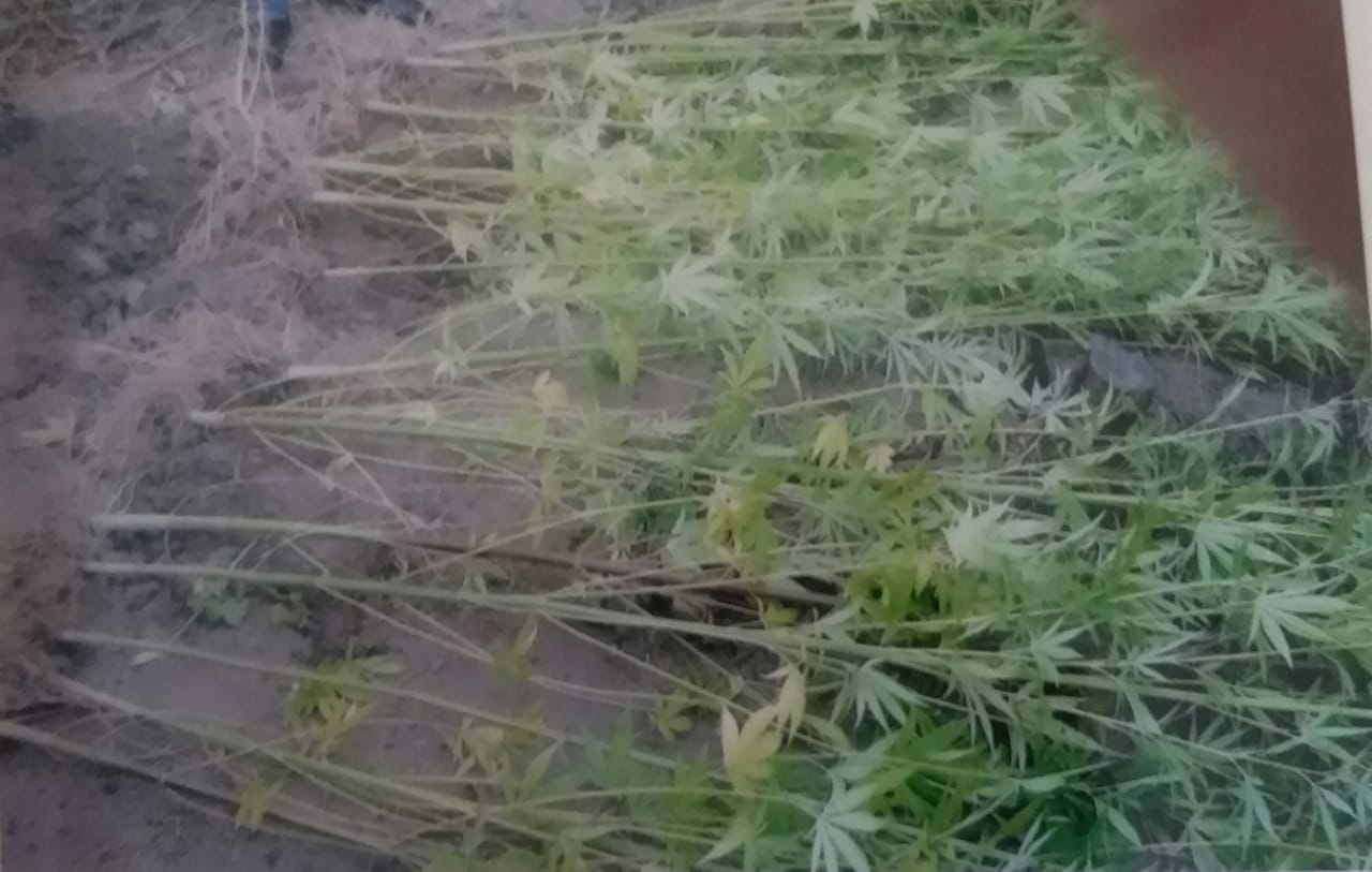 İsmayıllıda meşədə narkotik əkən gənc saxlanılıb