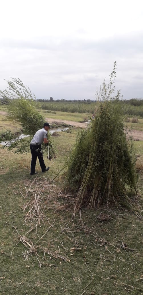 Ağstafada külli miqdarda narkotik məhv edildi