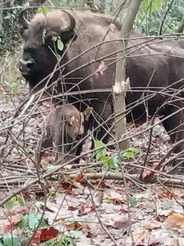 Milli Parkda zubr balası dünyaya gəlib