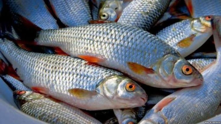 AQTA-dan balıq satan sahibkarlara XƏBƏRDARLIQ