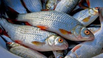 AQTA-dan balıq satan sahibkarlara XƏBƏRDARLIQ