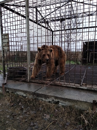 [b]Qəfəsdə saxlanılan qonur ayı təbiətə buraxılacaq - Nazirlik[/b]