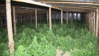 Çətənə kolları aşkar edildi