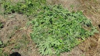 Tovuzda 1 tondan artıq çətənə kolu məhv edildi