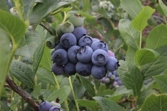 <span style="color:red;">ŞƏKƏR  və <span style="color:red;">XƏRÇƏNGİN  dərmanı - <span style="color:red;">QARAGİLƏ  - Həm də pul qazandırır