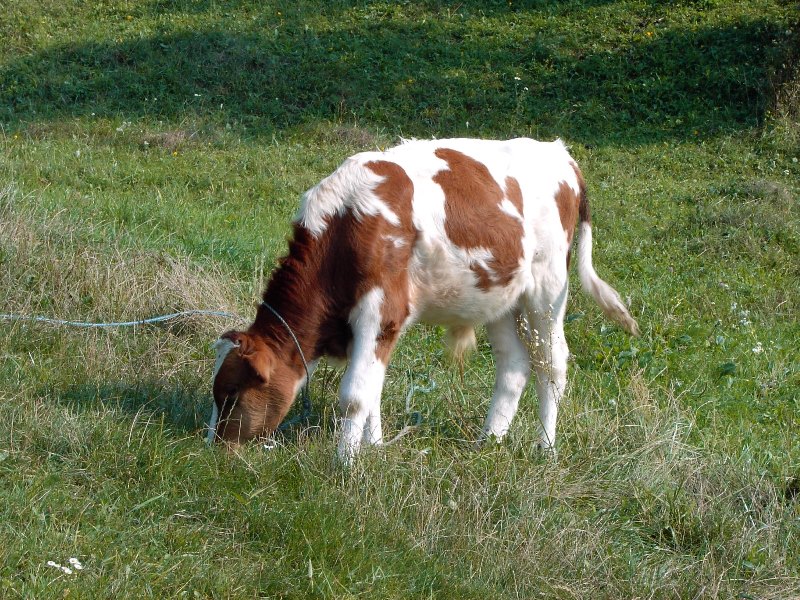 <b>Zəhərlənmənin qarşısını necə almalı? - <span style="color:red;">NAZİRLİKDƏN AÇIQLAMA </b>