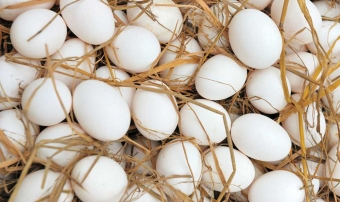 <b>Yumurta bahalaşdı?-<span style="color:red;"> AÇIQLAMA </b>