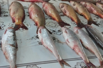 Bu il üçün balıq ovunun kvotası müəyyənləşdi