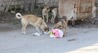 1 milyon sahibsiz it: <span style="color:red;">HƏYATIMIZ TƏHLÜKƏDƏ  - <span style="color:red;">vaksinimiz varmı? 