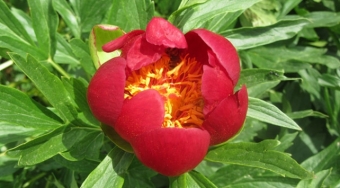  Bu gülü qoparmağın cəzası ağırdır