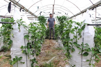 <b> 250 kisədə 10 min bibər kolu yetişdirdi - <span style="color:red;">FOTO </b>