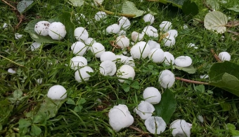 Dolu bazarda qiymətləri BAHALAŞDIRACAQ