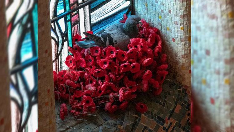 İtən lalələrin sirri bilindi, sən demə...