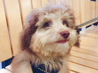 Bu it görənləri heyran edir - <span style="color:red;">FOTO 