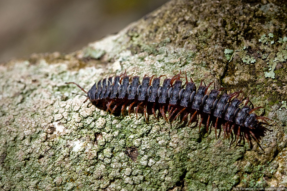 Rus alim Azərbaycanda nadir həşəratlar tapdı