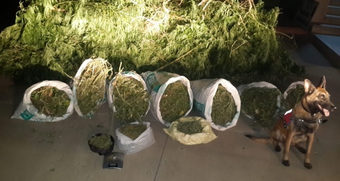 Ağdam kəndində it 22 kilo narkotik tapdı