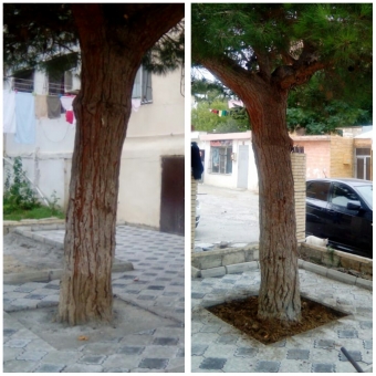 Bakıda ağacın dibini betonlayan <span style="color:red;">CƏZALANDI 