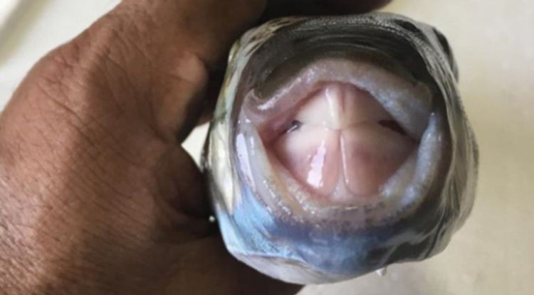 Türkiyədə bu balıqlar məhv ediləcək - SƏBƏB