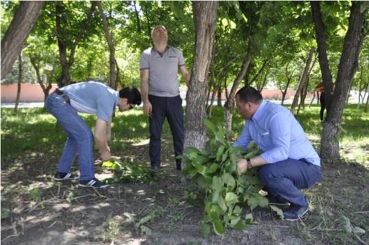 Ağacları qanunsuz budayan cərimələndi
