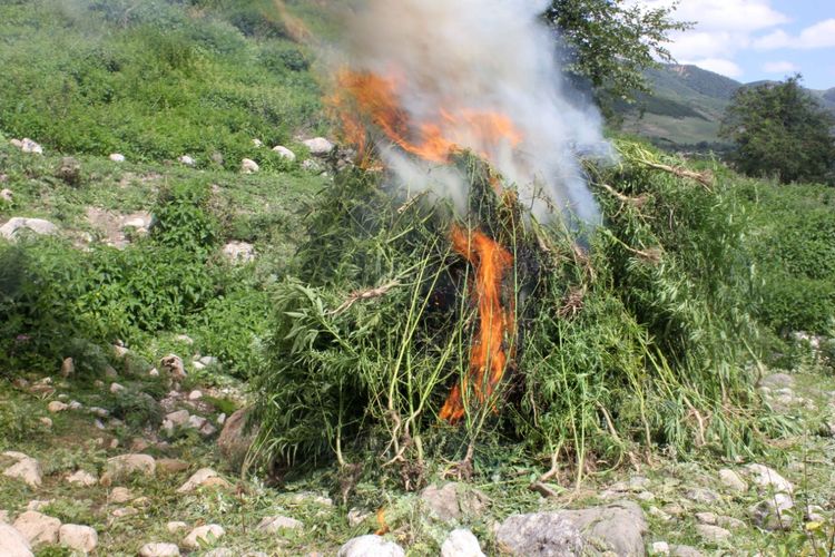 Bir tondan çox narkotik məhv edildi