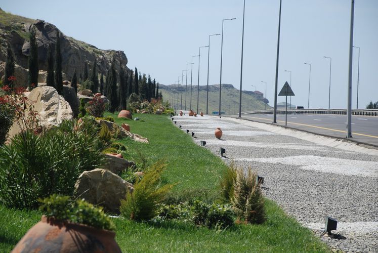 Bakıda ağacları məhv etmək istədilər