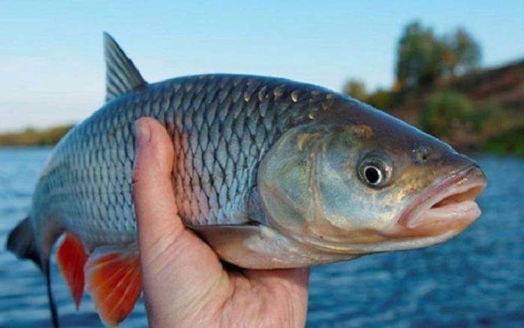 Balıq ovuna gedənlərin nəzərinə - BUNLARI ETSƏNİZ...