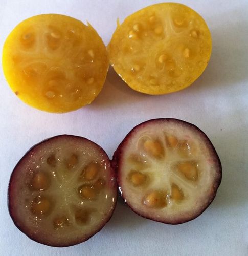 Azərbaycanda antioksidanlarla zəngin iki yeni meyvə - SINAĞA VERİLDİ