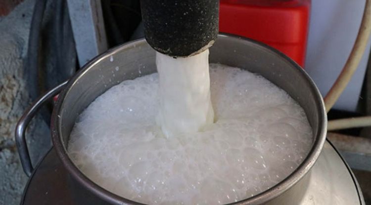 Keçi südündən koronavirus dərmanı hazırlanacaq 