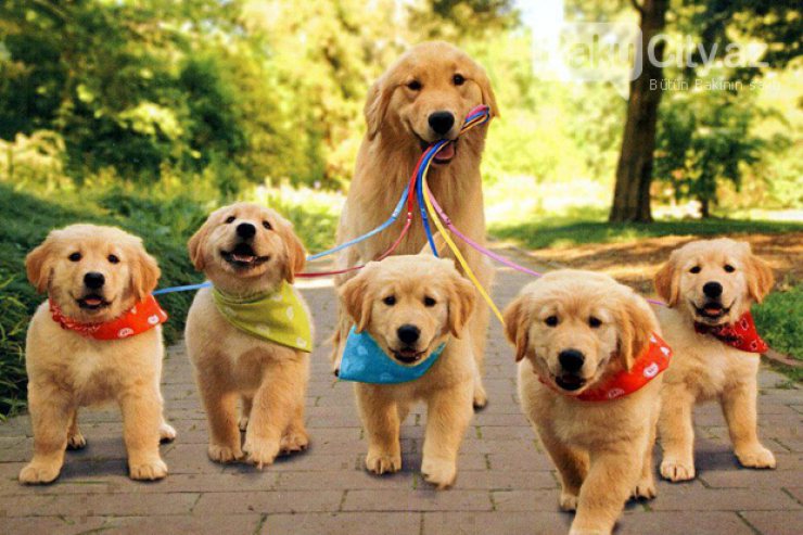 Xüsusi karantin dövründə ev heyvanları belə gəzdiriləcək - AÇIQLAMA 