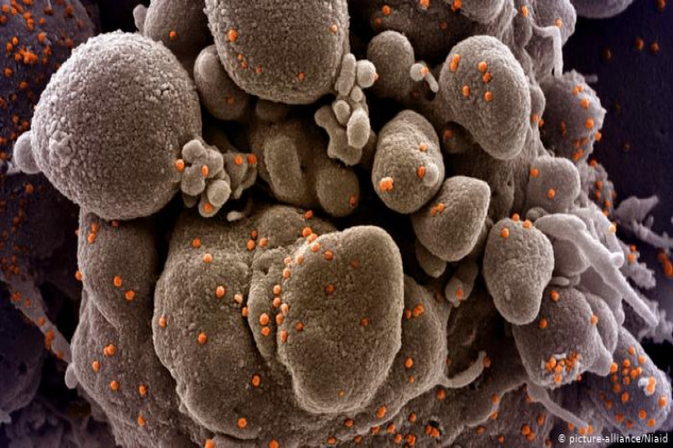 Daha bir mutant koronavirus aşkarlandı