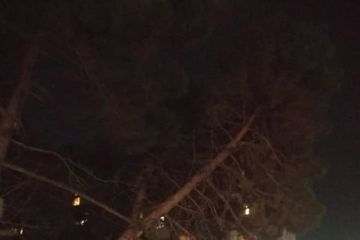 Bakıda ağacın maşınların üzərinə aşmasının qarşısı alındı