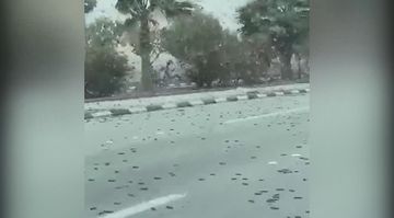 Çəyitkələr Səudiyyə Ərəbistanına hücum etdi