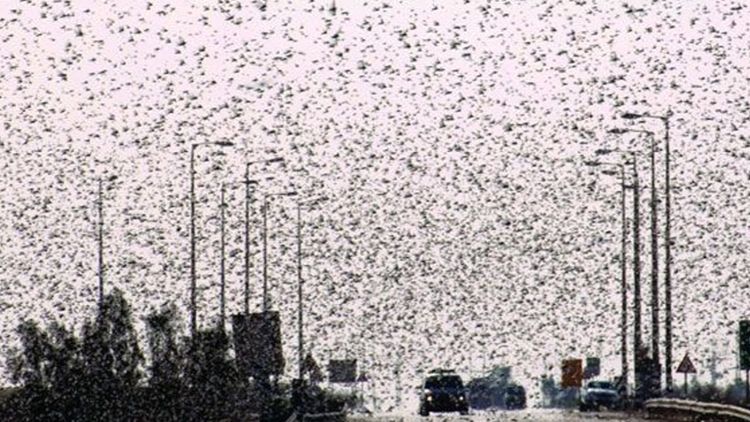 Çəyirtkələr dünyaya "hücuma" keçdi  - VİDEO