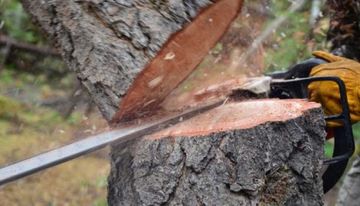 Bakıda ağacları kəsən şirkət məhkəməyə verildi
