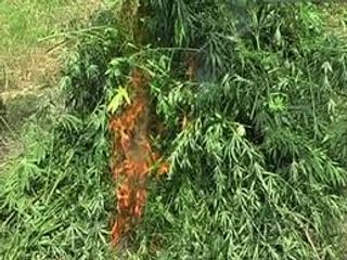 Üç tondan çox narkotik yandırıldı