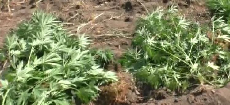 Yol kənarındakı topağında narkotik bitki əkmişdi