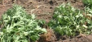 Yol kənarındakı topağında narkotik bitki əkmişdi