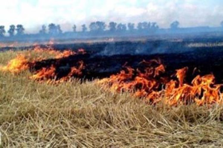 Biçilmiş taxıl sahəsi yandı