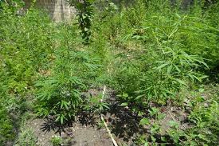 Bağ evində narkotik əkirdi: sonda ələ keçdi