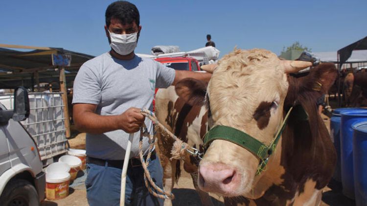 Çəkisi 1 tondan çox olan "Ronaldo" satıldı