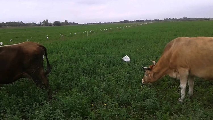 Kənd sakinlərinin mal-qarasını oğurladılar