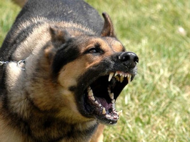 Bakıda it azyaşlını dodağından dişlədi