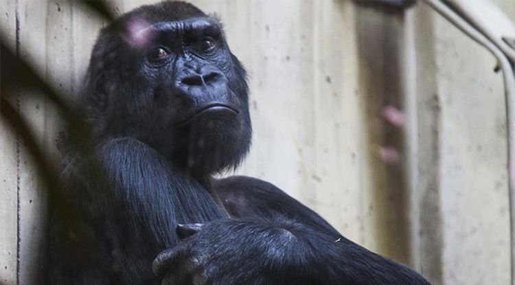 Meymunu öldürdü, 11 il cəza aldı