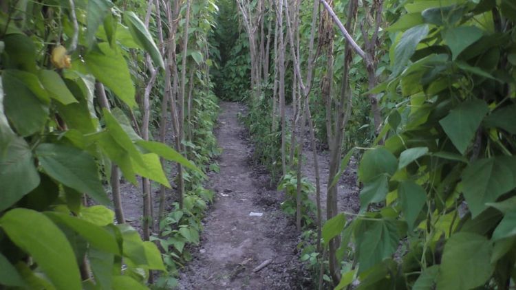 Həyətində narkotik becərirdi - FOTO