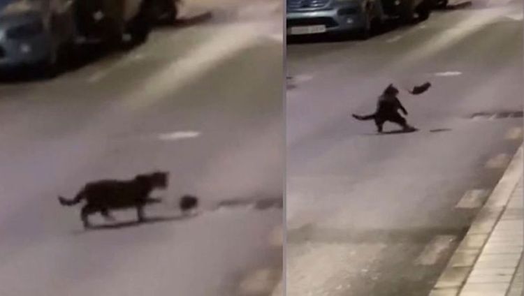 Küçədə real Tom və Cerri savaşı - VİDEO